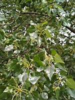 Peuplier noir, Populus nigra (Rhone, 2019-06) (2)
